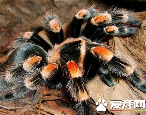 寵物蜘蛛飼養 寵物蜘蛛越小喂食頻率越高