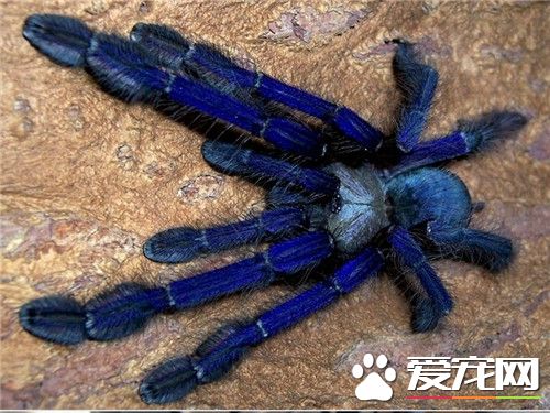 寵物蜘蛛有沒有毒 大多數蜘蛛都具有一定的毒性
