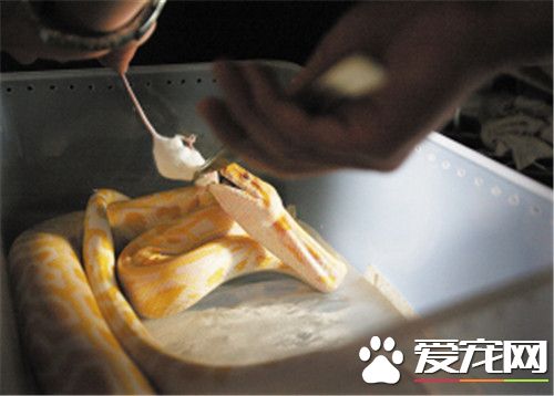 白色的寵物蛇 白化德州鼠蛇是全身白色的寵物蛇