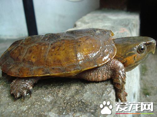 鷹嘴龜怎麼養 最適合的溫度在20度上下