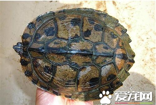 地圖龜如何飼養 吃東西的時候要在水裡吃