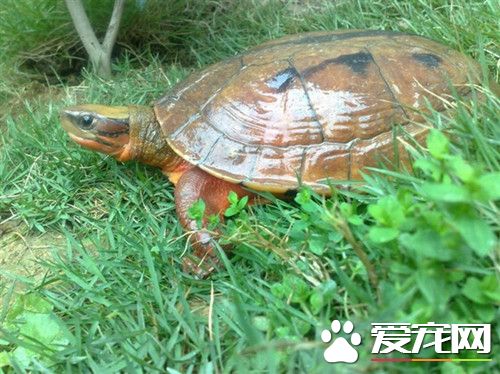 金錢龜秋天怎麼養 盡量少喂食物一個星期2到3次