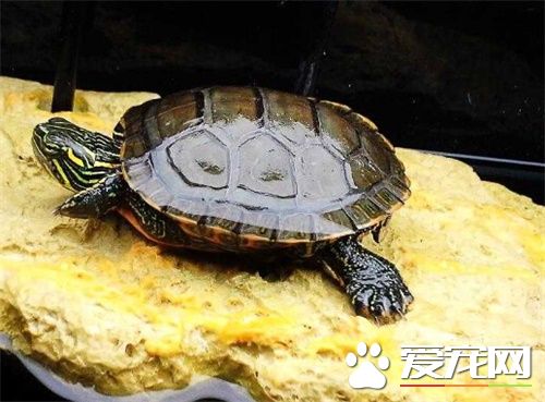 西部錦龜怎麼養 西部錦龜吃完食後要及時換水