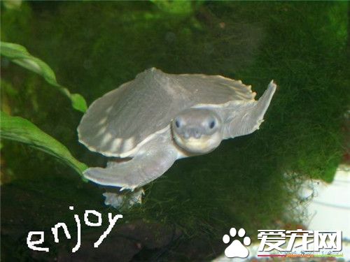 豬鼻龜怎麼喂食 可以每天定時分兩次投喂