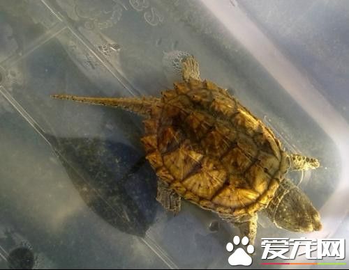 雜佛鳄龜怎麼養 環境溫度保持穩定水氯高