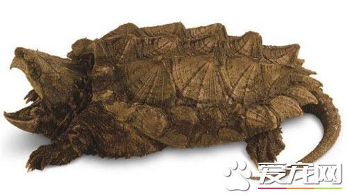 鳄龜冬天怎麼養 鳄龜控制溫度在20度以上