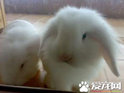 如何飼養垂耳兔 成兔適宜的溫度為15到25度