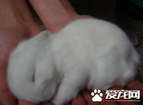 垂耳兔如何喂養 兔子喝的水需要涼開水