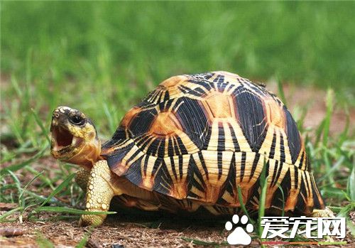 輻射陸龜的飼養 要嚴格注意輻射龜的膳食營養