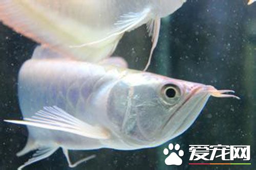 如何養好銀龍魚 每天的光照時間達到8到10小時