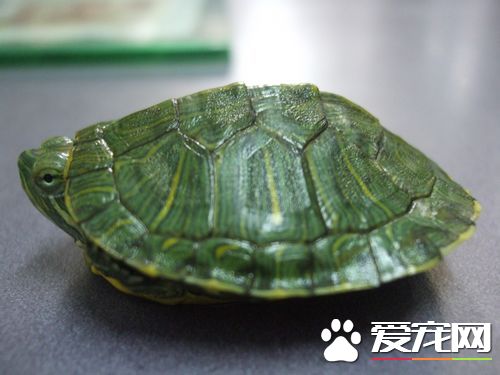 小綠龜怎麼養 主要以魚為主要求要活的
