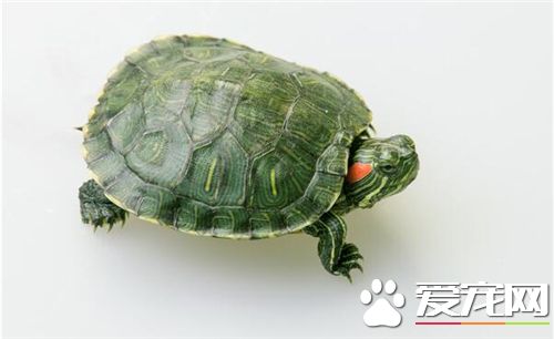 家養烏龜怎麼養 新手建議裸缸不要鋪底沙和床泥
