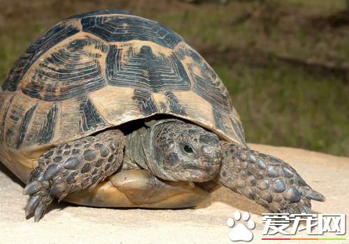 家養烏龜注意事項 經常更換飼養池的水