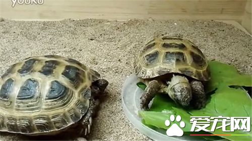 夏天烏龜怎麼養 夏天不要喂食動物性飼料