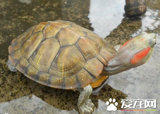 夏天烏龜怎麼養 夏天不要喂食動物性飼料