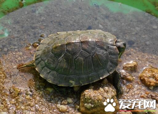 怎麼才能養好烏龜 養烏龜水面不要高過龜殼