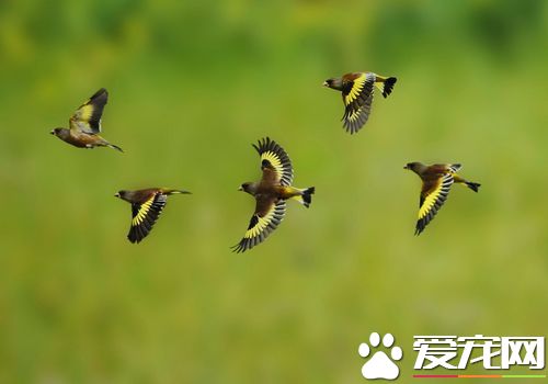 金翅雀馴養 金翅雀的鳥籠每周應清掃一次