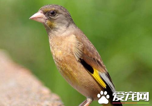 金翅雀馴養 金翅雀的鳥籠每周應清掃一次
