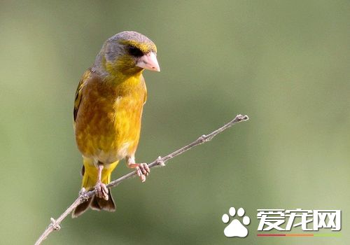金翅雀馴養 金翅雀的鳥籠每周應清掃一次