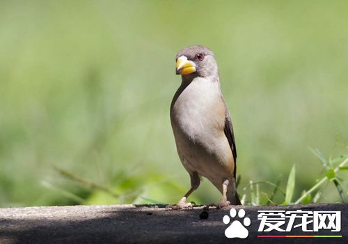 怎樣養蠟嘴雀 蠟嘴雀主食以谷類為主