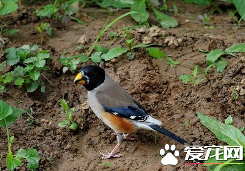 怎樣養蠟嘴雀 蠟嘴雀主食以谷類為主
