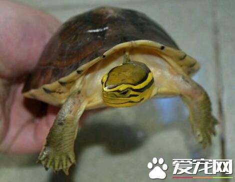 安布閉殼龜怎麼養 鈣質對烏龜的生長很重要
