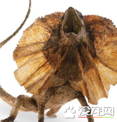 傘蜥飼養 傘蜥飼養可以喂食蟋蟀或者小老鼠