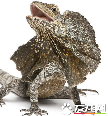 傘蜥飼養 傘蜥飼養可以喂食蟋蟀或者小老鼠