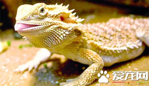 鬃獅蜥蜴飼養 喂食間隔可以延長到每兩天喂一次