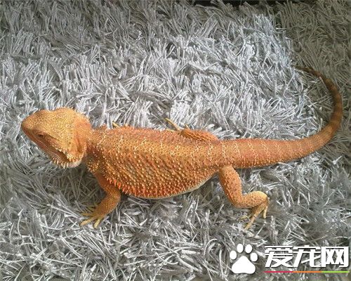 鬃獅蜥蜴飼養 喂食間隔可以延長到每兩天喂一次