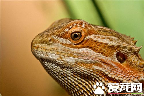 鬃獅蜥蜴飼養 喂食間隔可以延長到每兩天喂一次