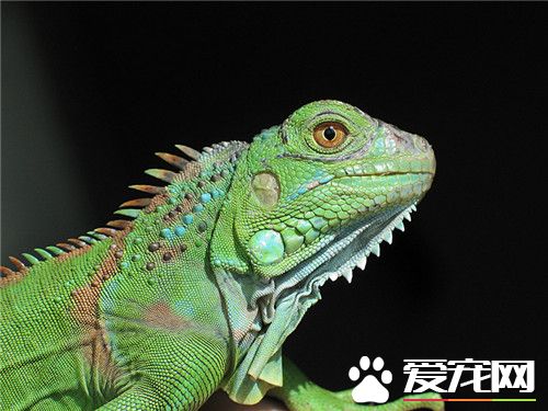 綠鬣蜥飼養方法 最好能在箱中提供樹枝
