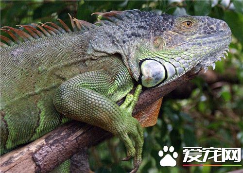 綠鬣蜥飼養方法 最好能在箱中提供樹枝