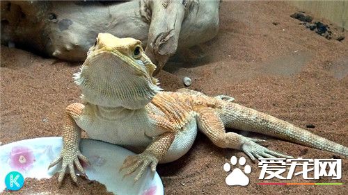 鬃獅蜥可以和誰混養 可以跟素食種類的蜥蜴混養