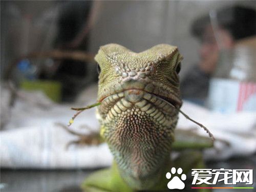 中國水龍怎麼養 中國水龍以面包蟲為主要口糧