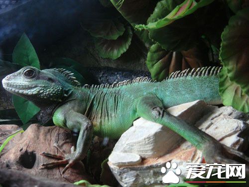 中國水龍怎麼養 中國水龍以面包蟲為主要口糧