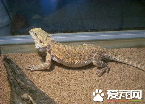 鬃獅蜥可以和誰混養 可以跟素食種類的蜥蜴混養