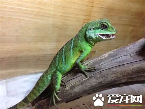 中國水龍怎麼養 中國水龍以面包蟲為主要口糧