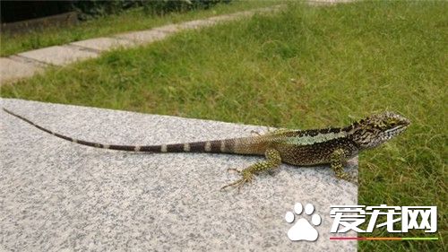 麗紋龍蜥飼養 主要以蟋蟀面包蟲大麥蟲和蟑螂為食