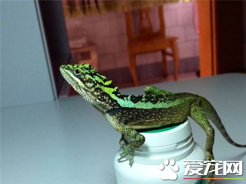 麗紋龍蜥飼養 主要以蟋蟀面包蟲大麥蟲和蟑螂為食