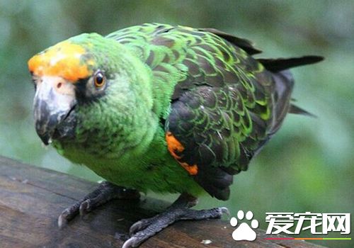 賈丁氏鹦鹉吃什麼 喜歡吃昆蟲橄欄棕榈核果