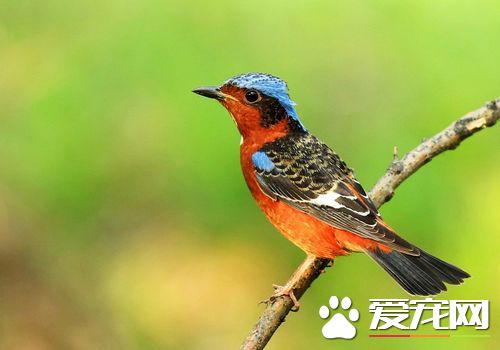 白喉矶鸫飼養 白喉矶鸫每天一定喂一次軟料