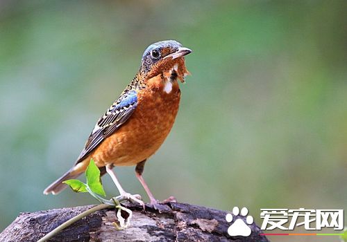 白喉矶鸫飼養 白喉矶鸫每天一定喂一次軟料