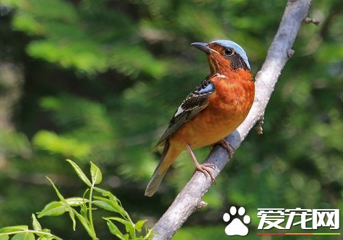 白喉矶鸫飼養 白喉矶鸫每天一定喂一次軟料