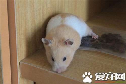 金絲熊喂養 不能給予過多的葵瓜子或高熱量食品