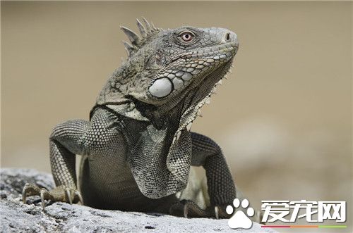 如何馴養綠鬣蜥 喂食的最好時間是9點到11點