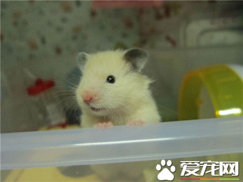 金絲熊喂養 不能給予過多的葵瓜子或高熱量食品