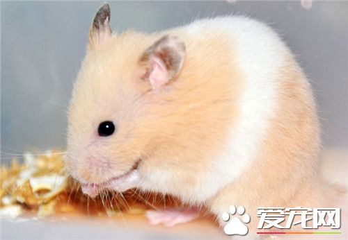 金絲熊飼養 一般喂食金絲熊專用的鼠糧
