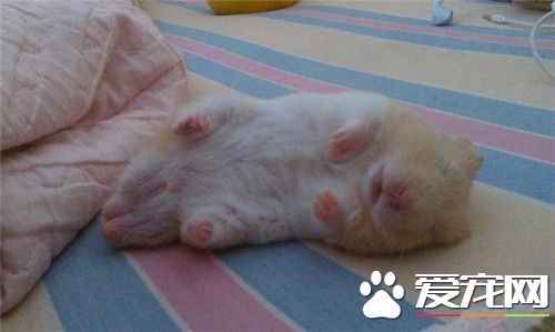 金絲熊飼養 一般喂食金絲熊專用的鼠糧