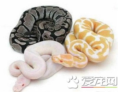 如何飼養球蟒 攝食行為結束後2小時要給水